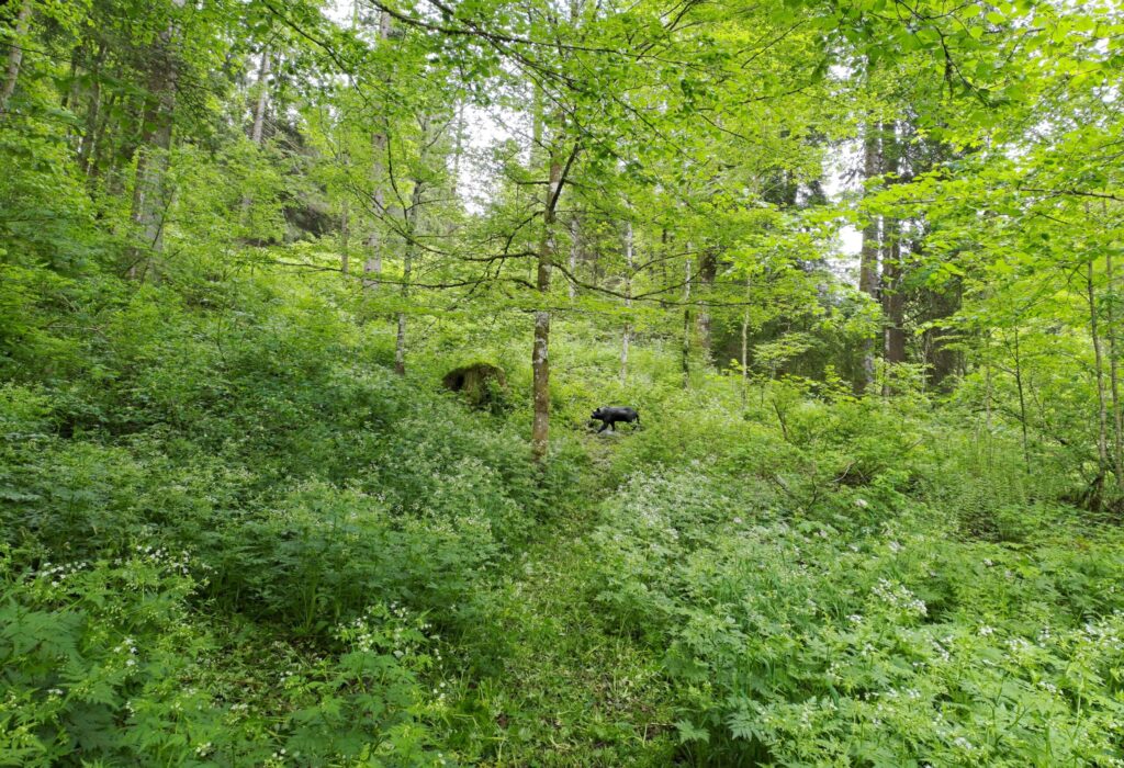 Débroussaillage de parcours