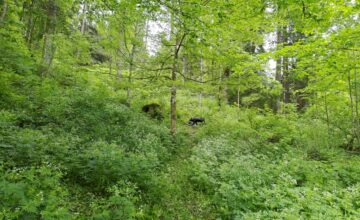 Débroussaillage de parcours