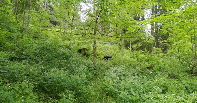 Débroussaillage de parcours